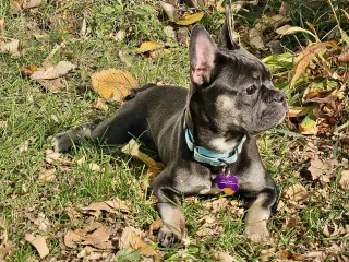 Stella Mae
