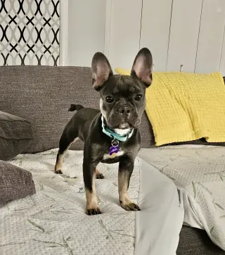 Stella Mae