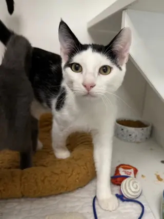 Mitzi