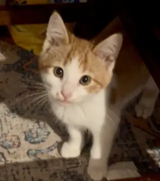 Oscar
