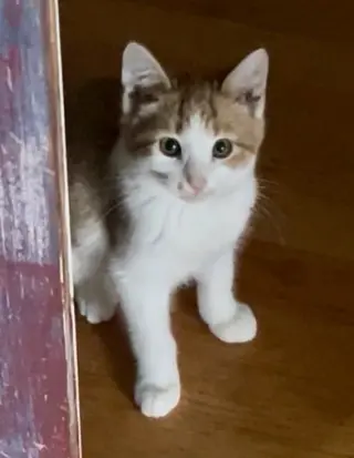 Oscar