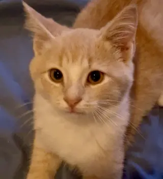 Elmo