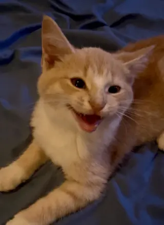 Elmo
