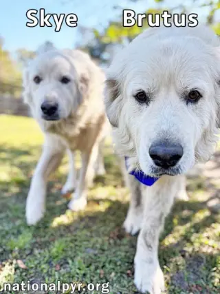 Brutus & Skye in GA - Gentle & Sweet Couple!