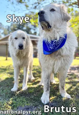 Brutus & Skye in GA - Gentle & Sweet Couple!