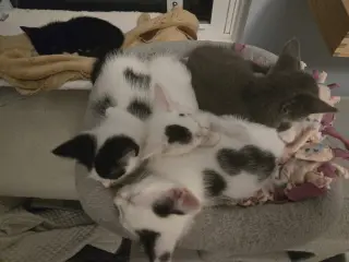 Agnes & Rosie (**bonded pair)
