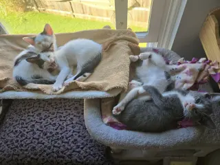 Agnes & Rosie (**bonded pair)