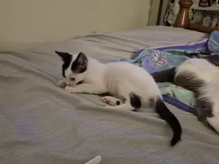 Agnes & Rosie (**bonded pair)