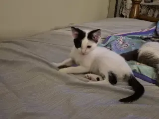 Agnes & Rosie (**bonded pair)