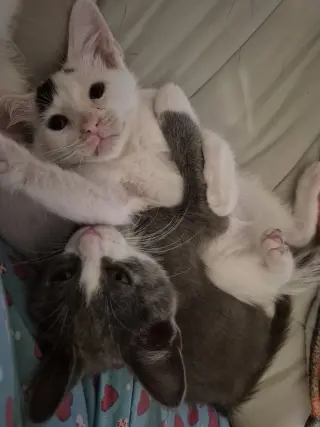 Hank & Mac (*bonded pair)