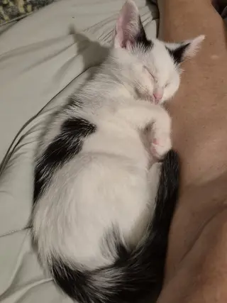 Hank & Mac (*bonded pair)