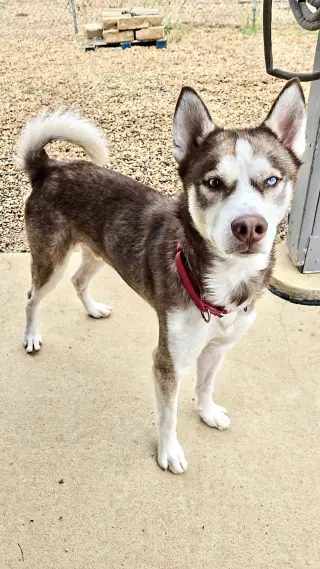 Atlas