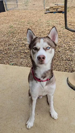 Atlas