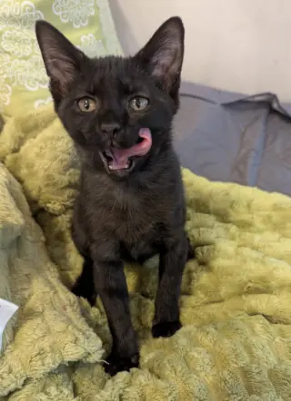 Small Fry