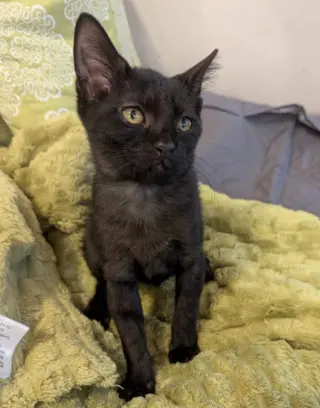 Small Fry