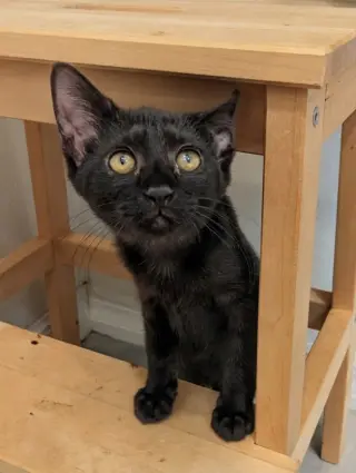 Small Fry