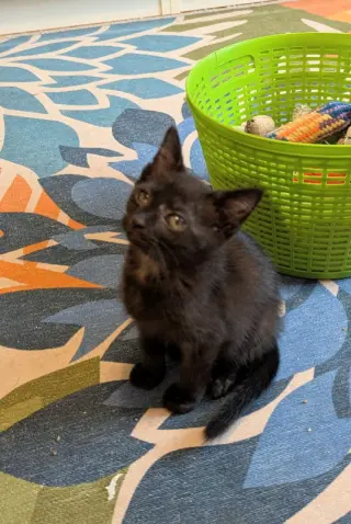Small Fry