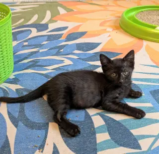 Small Fry