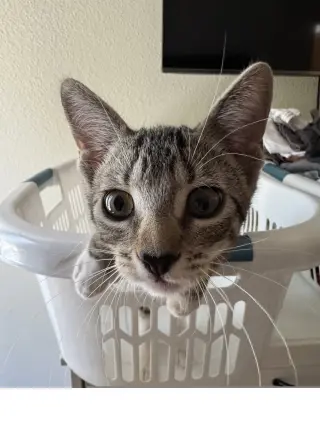 Bubbles