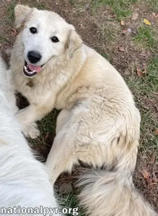 Kenzi in IN - Loves Playing With Other Dogs!