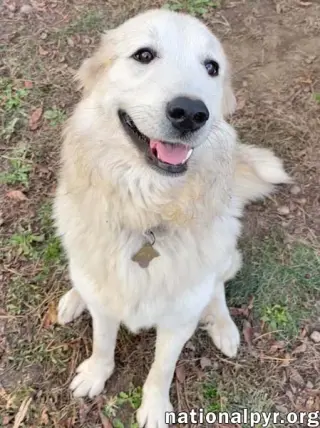 Kenzi in IN - Loves Playing With Other Dogs!