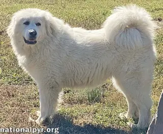 Princess in TN - Loves Belly Rubs!