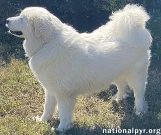 Princess in TN - Loves Belly Rubs!