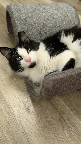 Zelda