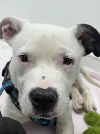 Domino