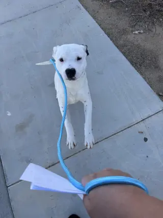 Domino