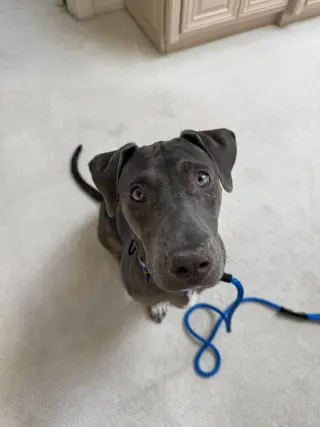 Zuzu