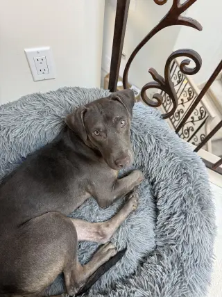 Zuzu