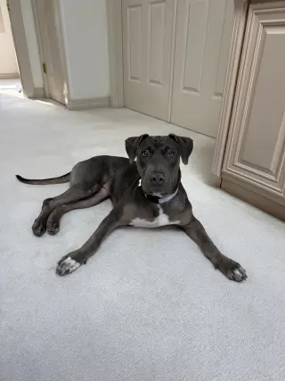 Zuzu
