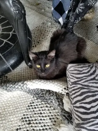 Webster and Felix