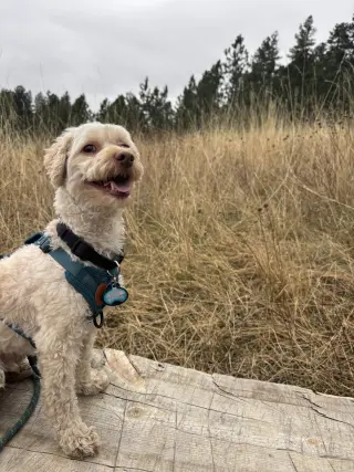 Jax