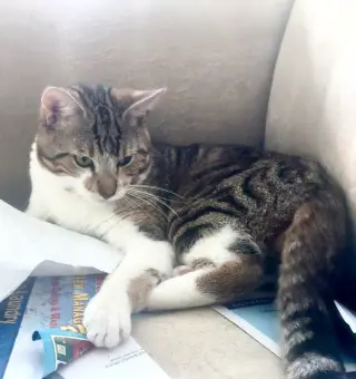 Ali