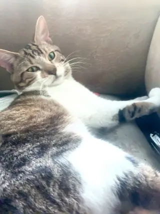 Ali