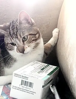 Ali