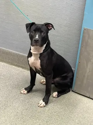 BRUCE WAYNE