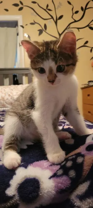 Drizzle, Willow Grove Area, (FCID 9/16/2026-150)