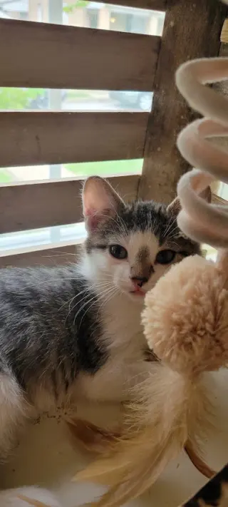 Drizzle, Willow Grove Area, (FCID 9/16/2026-150)