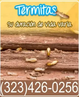 FUMIGACIONES TERMITAS 24/7