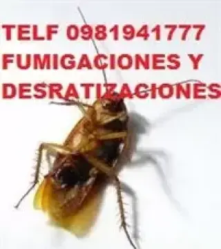 DESRATIZACIONES en Calacali