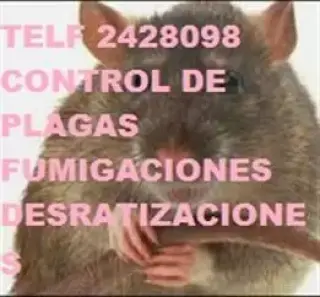 TRAMPAS PARA RATAS en Puembo