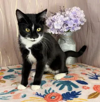 Dorothy