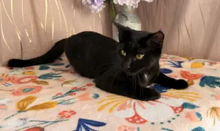 Sophia