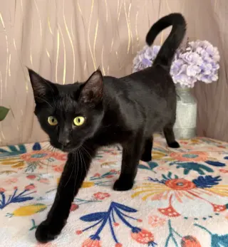 Sophia