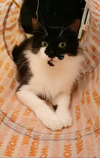 Allegra