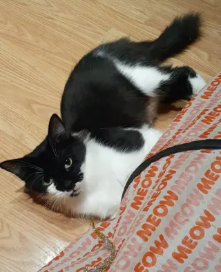 Allegra