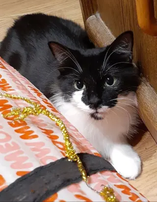 Allegra
